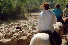 Italy-Abruzzo/Molise-Cattle Trails of Molise